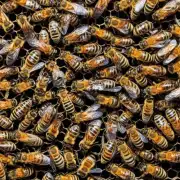 蜜蜂蜂房有多少斤重?
