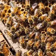 如何让蜜蜂更容易产蜜?