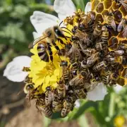 如何提高生产率和产量并保护蜂群免受疾病侵害?
