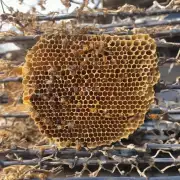 问题春季气温是否对中华蜜蜂巢内温度产生影响如果存在有何机制调节?