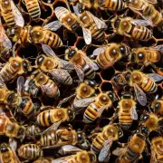 夏季由于气温较高且天气较为干燥这对于蜜蜂饲养来说是一个挑战因此在饲料选择与搭配上应注重水分及营养素的补充增加以满足蜜蜂对饲料的需求增长并保证其正常活动和健康成长发展所需的能量供应 问题7蜜蜂度夏要喂什么?