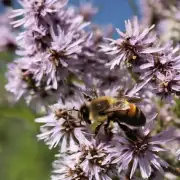 问如果蜜蜂已经飞进了家中我们可以怎么做才能保护自己不被咬伤吗?