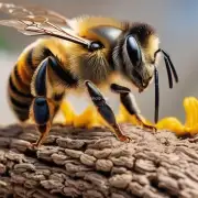 饲养蜜蜂宠物是否需要特殊的饲料或药物?