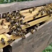 看到这里我们已经了解了蜜蜂箱是如何运送蜜蜂那么接下来我们可以询问一下在运送过程中应该注意哪些细节呢?