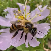 蜜蜂喂什么药不让它们逃跑?