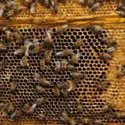 蜜蜂在蜂箱中是怎么睡觉的?