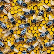 如果你养了多个蜂巢但它们在同一个地方附近那么你需要采取什么措施来提高蜜蜂的产量和质量吗?