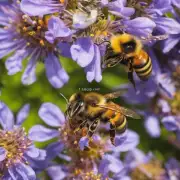 蜜蜂可以吃的花有无花粉或蜜腺分泌物?