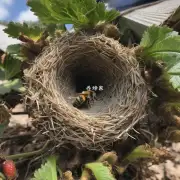 草莓棚里的蜜蜂巢是什么样的?