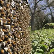 如果春季蜜蜂不加脾 会发生什么样的后果?