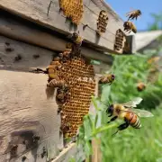 为什么蜜蜂不愿意使用木棍作为采蜜器具?