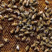 是的您想进一步了解蜜蜂何时开始筑巢吗?