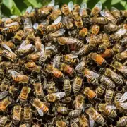 如何为蜜蜂提供健康的环境以保证它们免受疾病的影响?