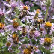 蜜蜂如何感知周围环境并进行导航以便准确到达花丛中寻找花蜜和采食物质?
