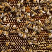 蜜蜂的后腿可以用于制造肥皂化妆品或者制药产业中的活性成分吗?
