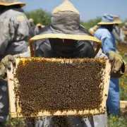你对饥荒中蜜蜂打了什么东西感兴趣?