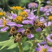 为什么蜂群会迁徙到其他地方寻找更食源?
