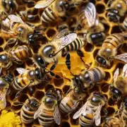 蜜蜂是如何从花粉收集到蜂蜜?