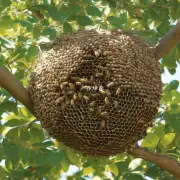 当一个巢穴有多个工蜂时它们会为谁工作或产卵?