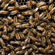 在分蜂隔过程中如何处理蜜蜂巢脾?