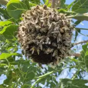 蜜蜂巢远近与植物高度相关吗?