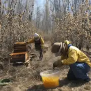 蜂蜜在冬季里有没有减少产量?