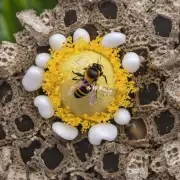 你听说过蜜蜂产卵的特殊情况吗?