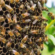 蜜蜂如何繁殖后代?