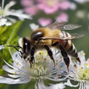 在蜜蜂喂白糖时应该将多少比例的水加入?