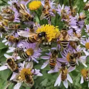 为什么蜜蜂喜欢在人类的周围呆着呢?