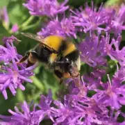 在山区哪种植物最适合蜜蜂采集?