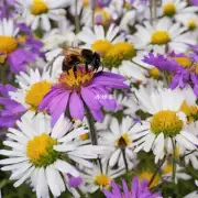 我们为什么看不到很多的蜜蜂与花之间的互动?