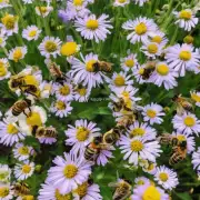 如果我们失去了所有蜂群并禁止使用农药对花卉进行除虫处理那么植物的生殖率将会如何变化?