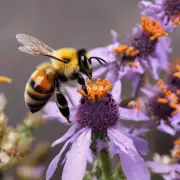 为什么蜜蜂对传粉有作用?