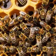 蜜蜂在蜂箱中产蜜的时候通常会在什么时间点开始?