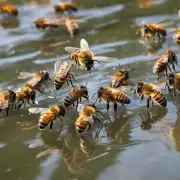 看看这里有没有这个问题蜜蜂喝到水里就会被驱赶吗?