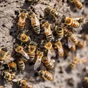 众所周知蜜蜂是社交性昆虫在马路边发现的蜜蜂通常是指雄蜂或工蜂吗?