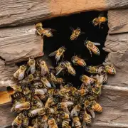 当蜜蜂在巢内死亡时如何处理它们?