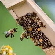 对于那些想在室外放置蜜蜂隔离板的人来说你知道有哪些适合户外使用的蜂箱吗?