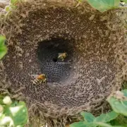 蜜蜂怎么知道哪些回声巢虫是安全的?