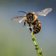 蜜蜂在飞行时如何平衡自己重量并保持稳定飞行?