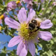 蜜蜂的生存是否受到气候变化的影响?