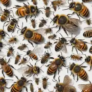 为什么有越来越多的人选择吃没有蜜蜂标语的食物?