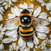 为什么蜜蜂会在一定程度上吃自己生产的蜜呢?