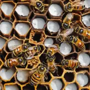 蜜蜂巢中的蜜蜂所用的哪些材料?
