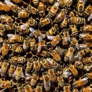 清蜂巢内的蜜蜂营养是否足够有无饥饿现象?