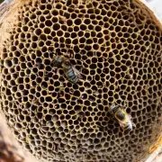 蜜蜂为什么会选择回声巢虫?