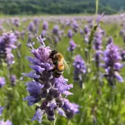 中华蜜蜂在草原上的分蜂行为及其对环境的影响?