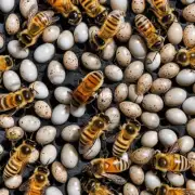 在一般情况下一个蜂蜜工蜂一生产多少只蛋是比较常见的问题吗?