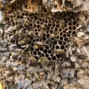 这些蜜蜂巢穴是在什么位置被发现?